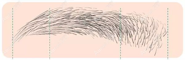 段医生做植眉会根据毛流方向进行种植.jpg 段医生做植眉会根据毛流方向进行种植.jpg
