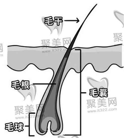 毛囊 毛囊