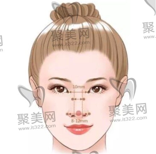 标准的鼻型 标准的鼻型