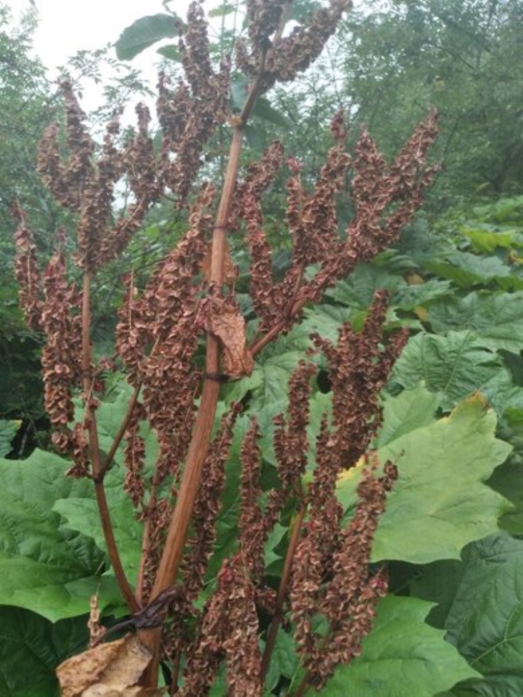 小编来聊聊曲靖美人尖种植费用