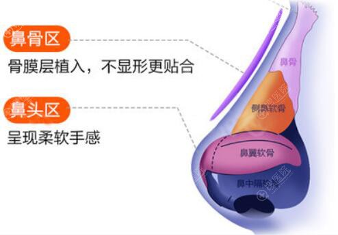鼻部结构示意图 鼻部结构示意图