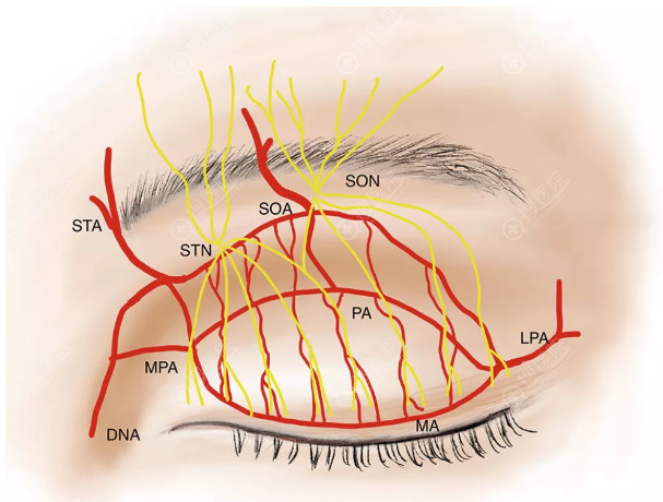 上眼睑神经与血管示意图 上眼睑神经与血管示意图