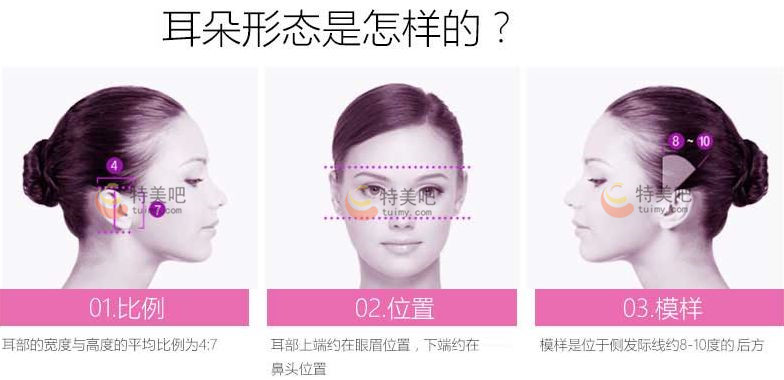 耳朵形态 耳朵形态